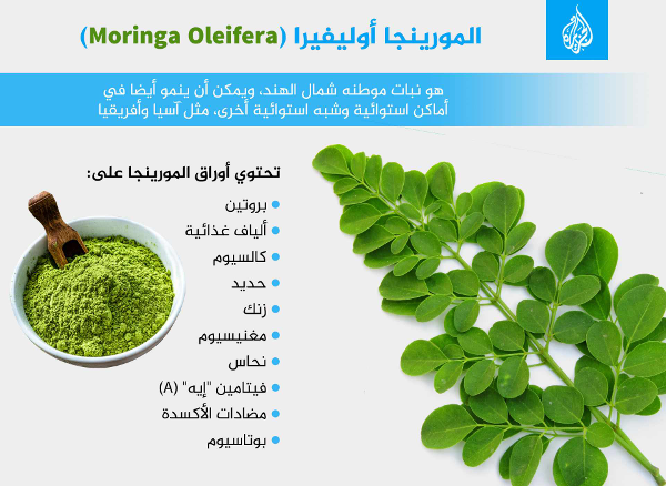 عشبة المورينجا الهندية 