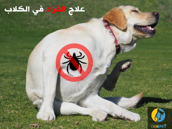 pack nettoyage pour chien - Image 2