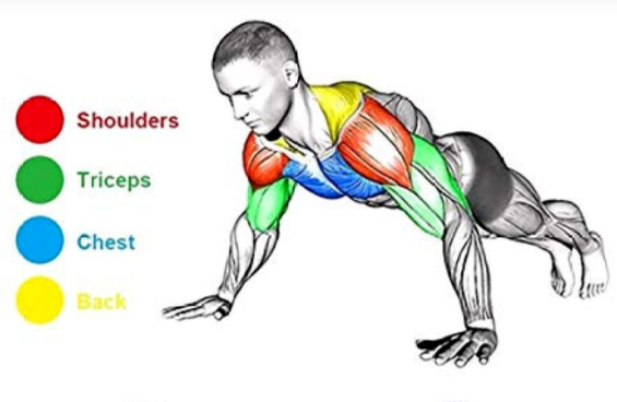 لوح تمارين الضغط / PUSH UP BOARD - Image 7