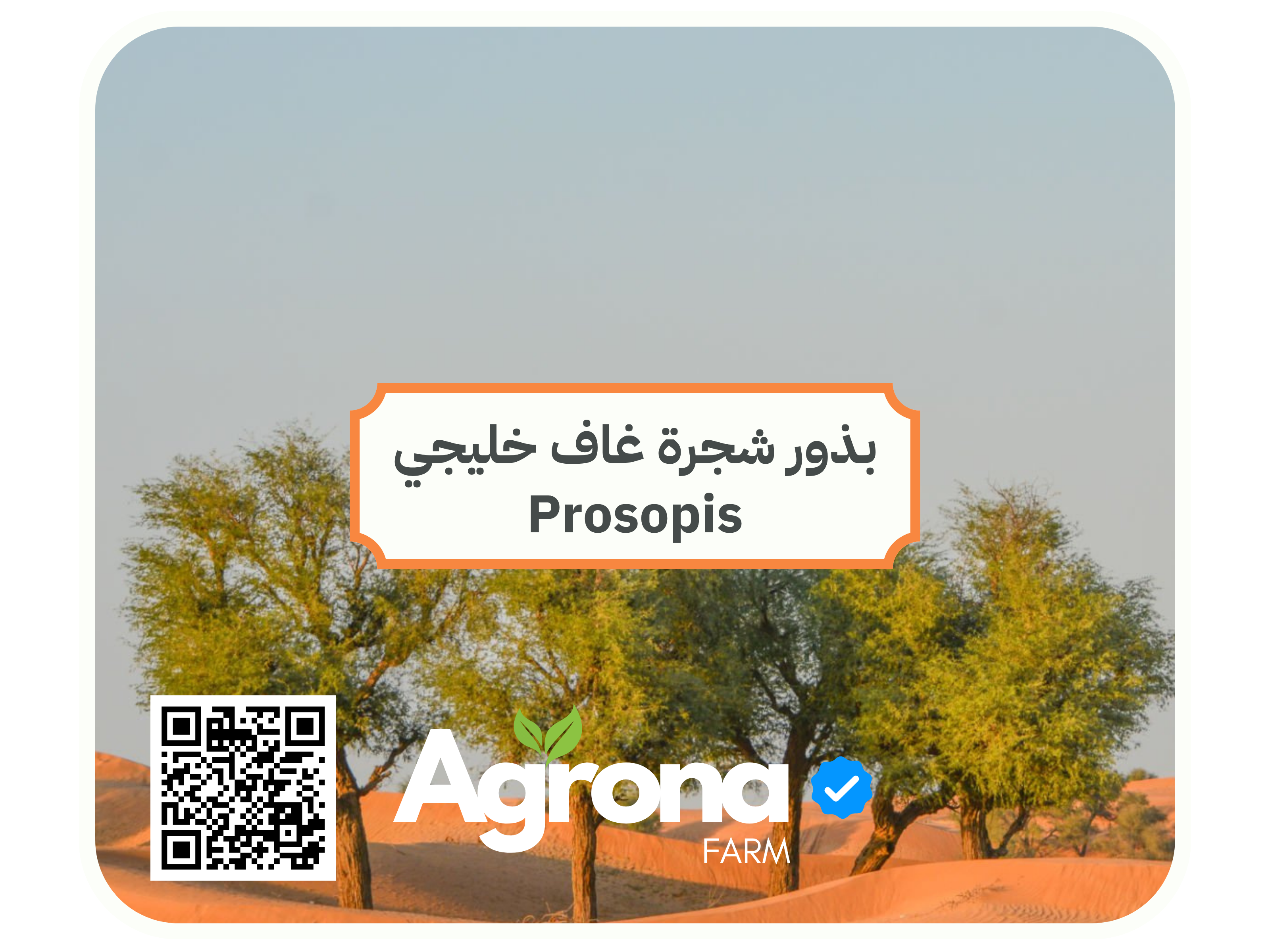 باقة بذور اشجار الصحراء - Image 2