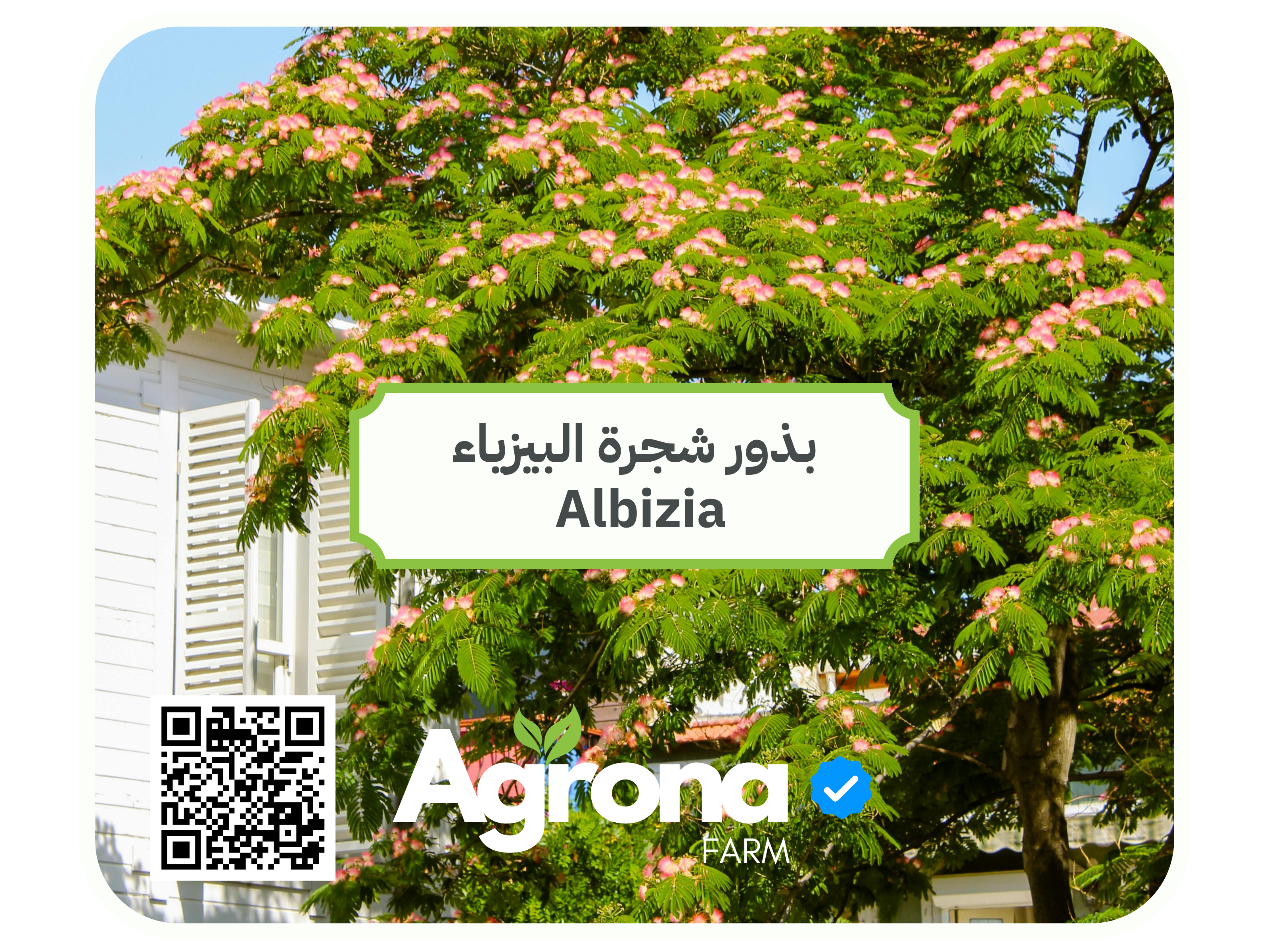 باقة بذور اشجار الصحراء - Image 3