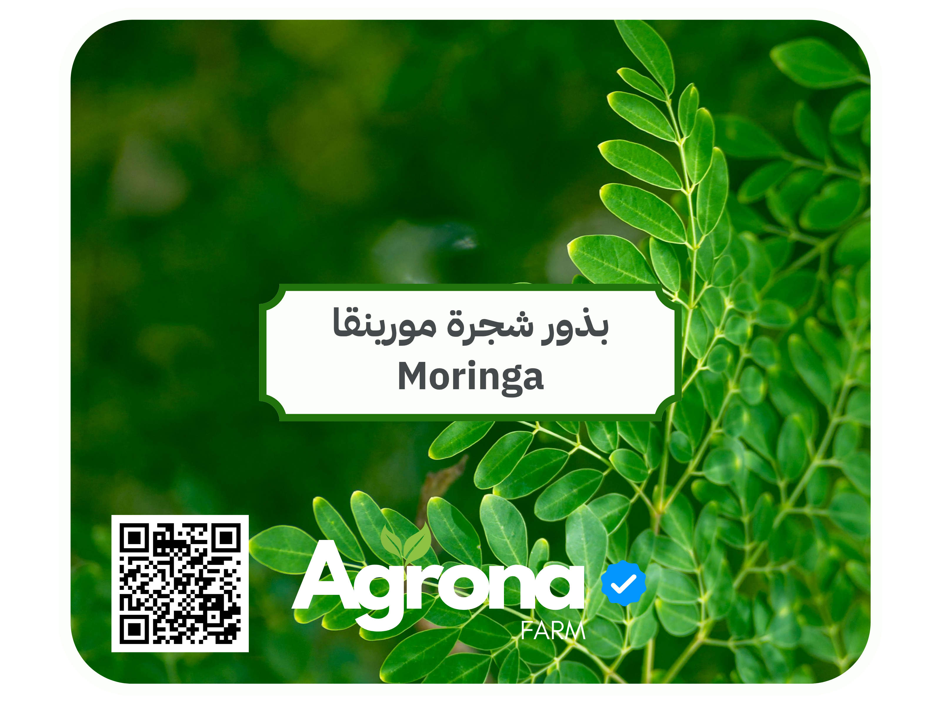 باقة بذور اشجار الصحراء - Image 5