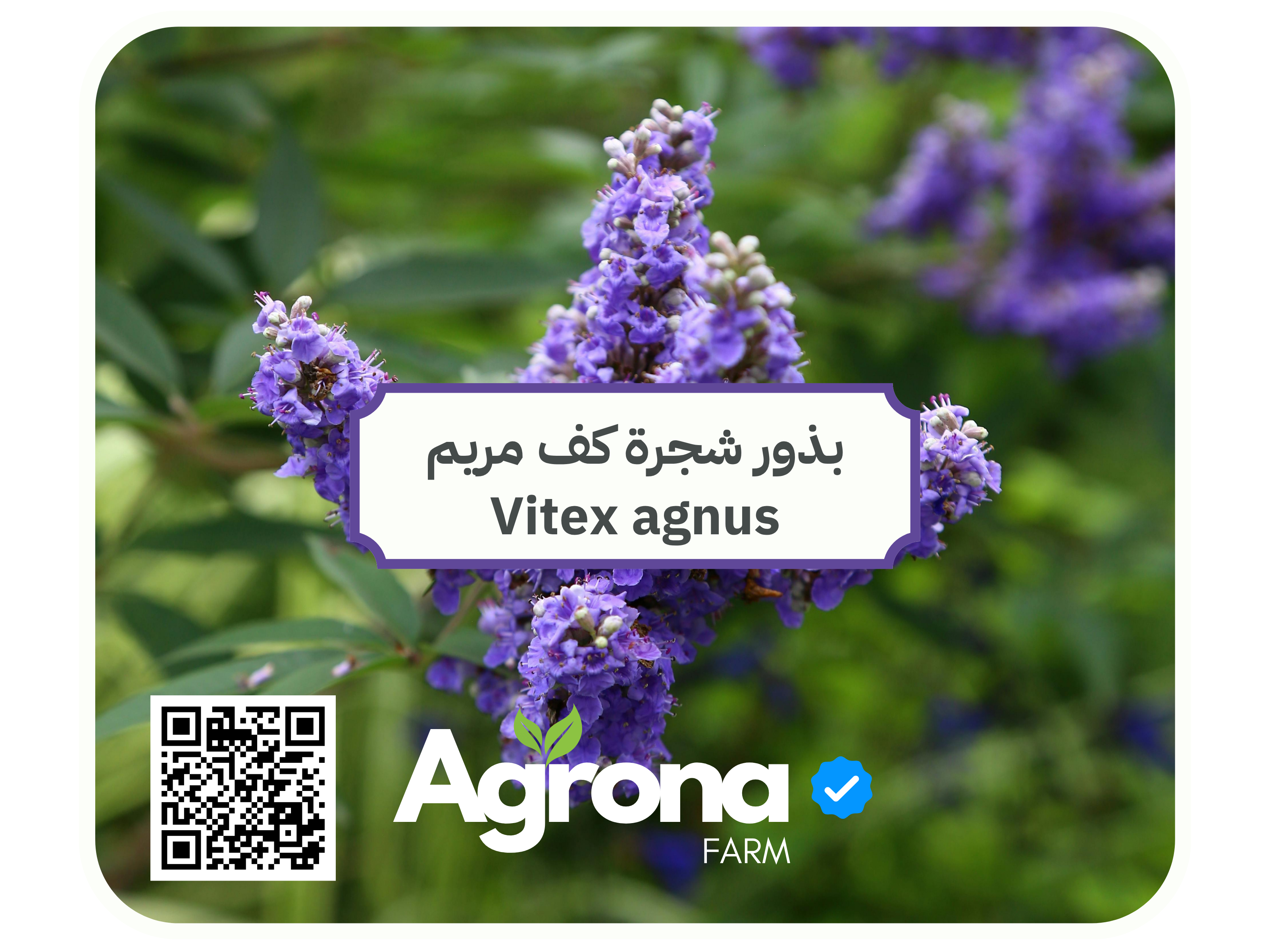 باقة بذور اشجار الصحراء - Image 6