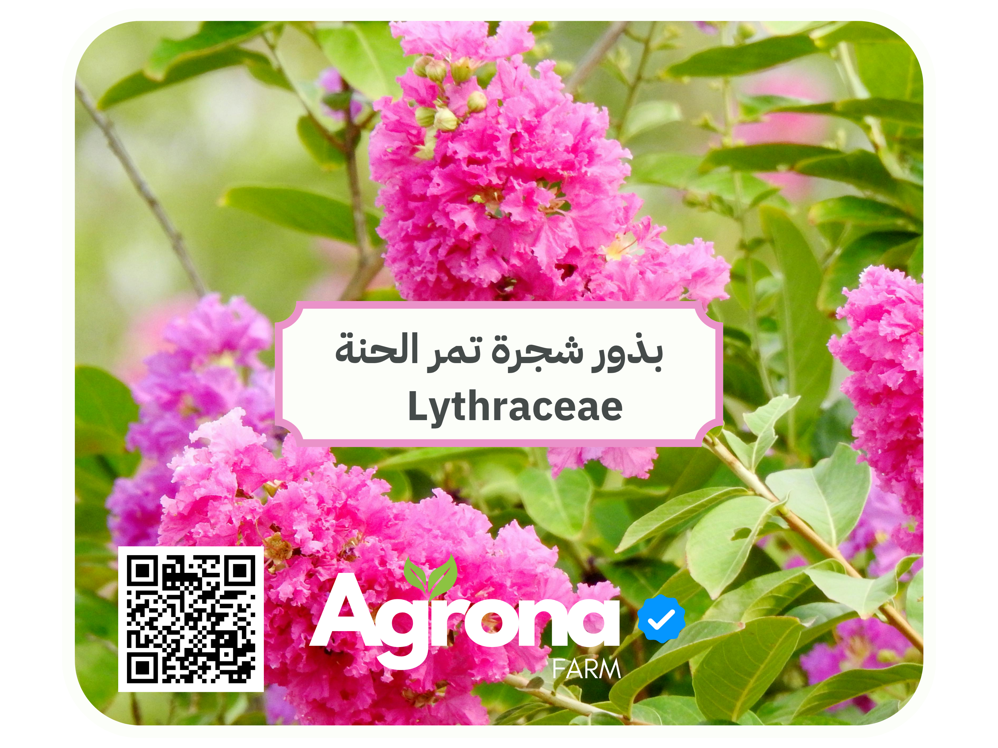 باقة بذور اشجار الصحراء - Image 7