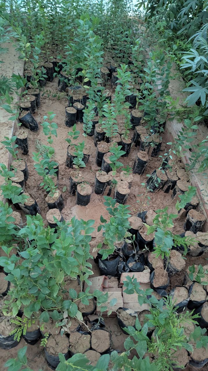شتلات السدر اليمني  - Image 3