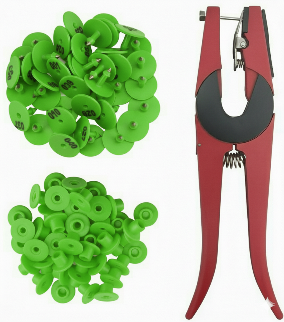 100 بلاكة + البانس 