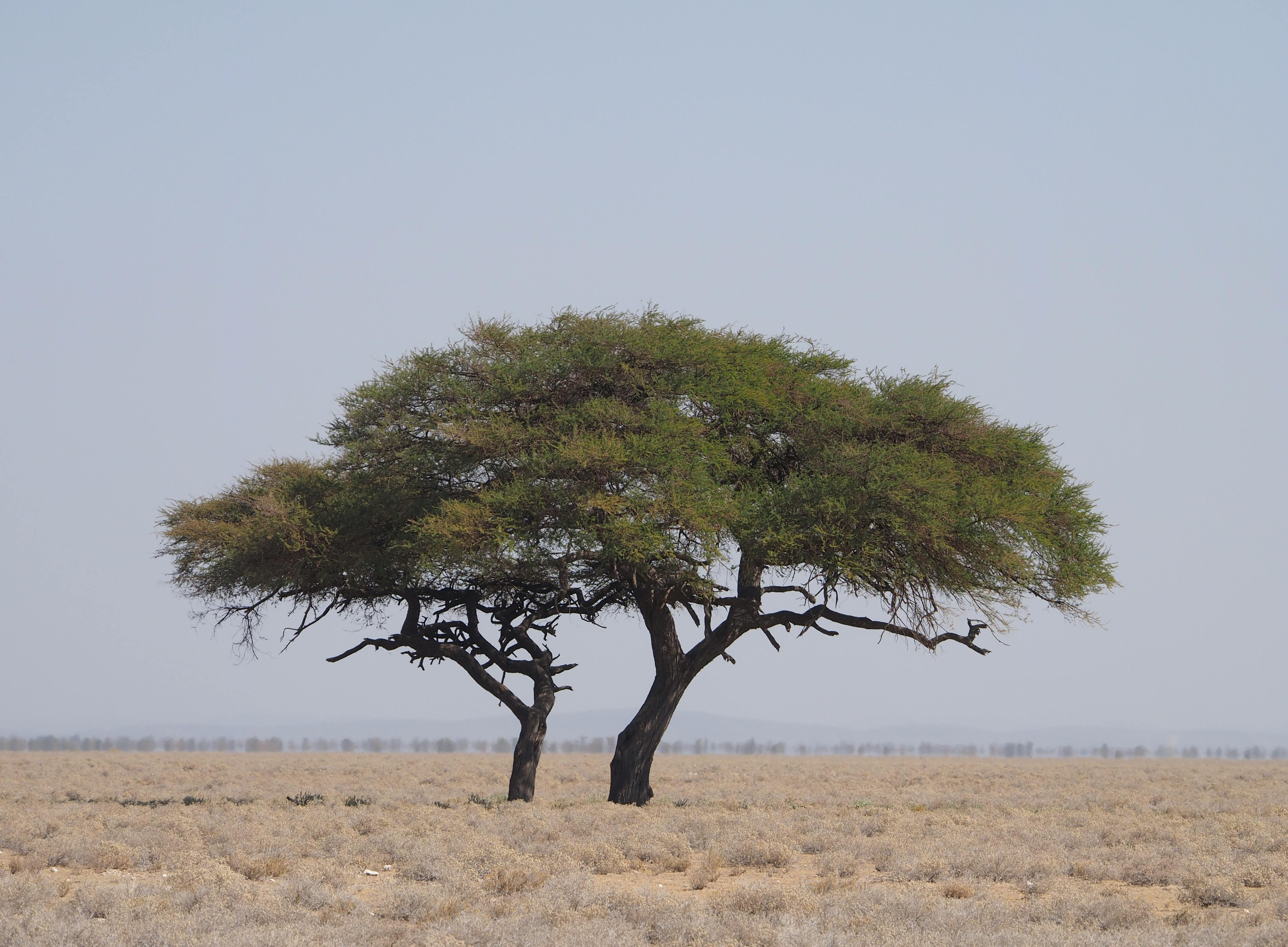 يدور الأكاسيا الصحراوية - Image 1